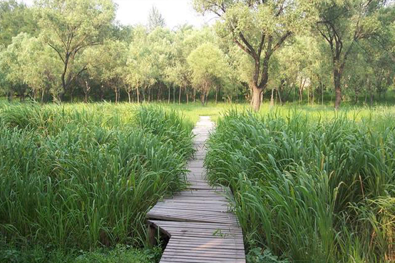 三里河湿地公园