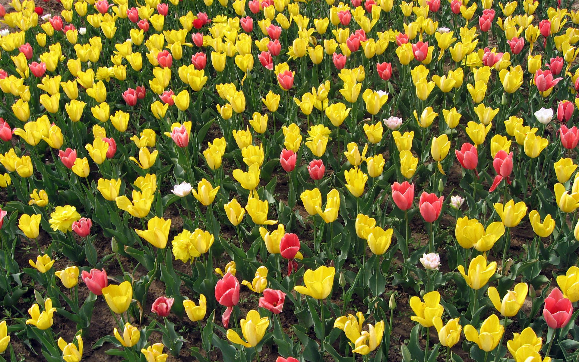 金盏郁金香花园