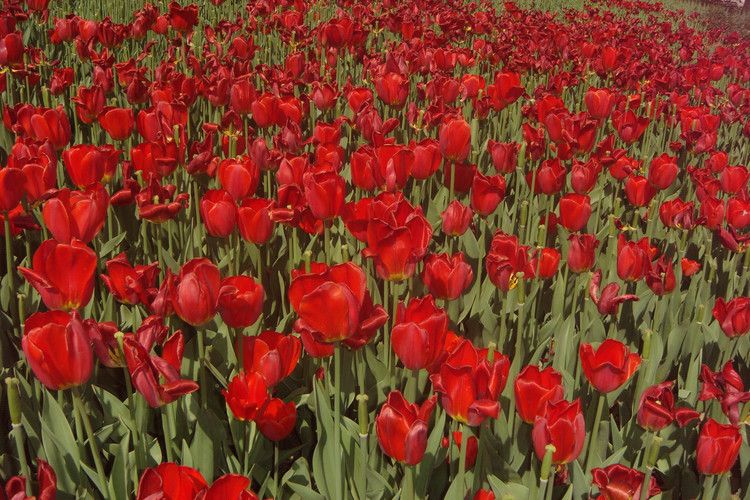 金盏郁金香花园