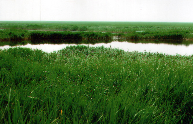 海兴湿地