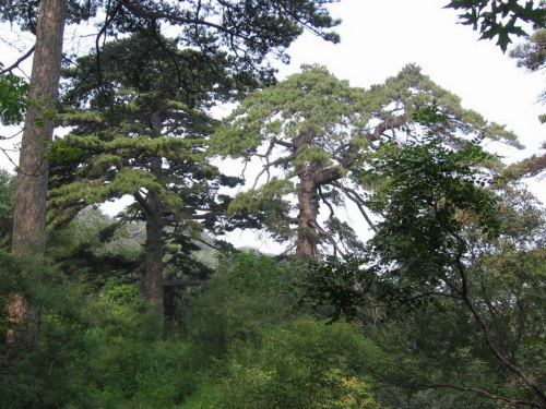 琦峰山国家森林公园