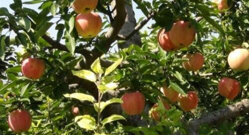 蟒山红苹果种植中心