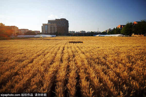 中国农业科学院试验田