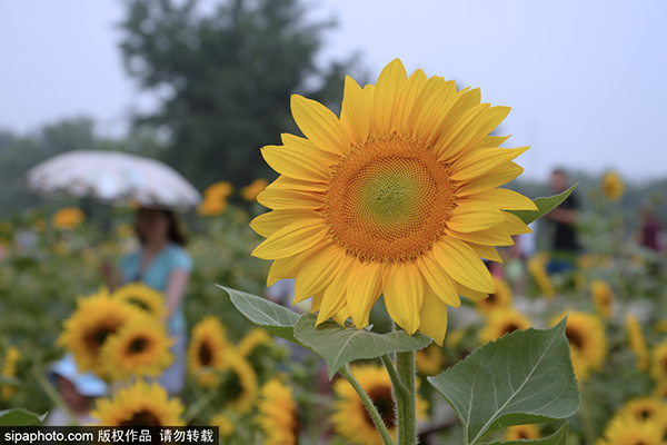 北京奥林匹克森林公园百亩葵花