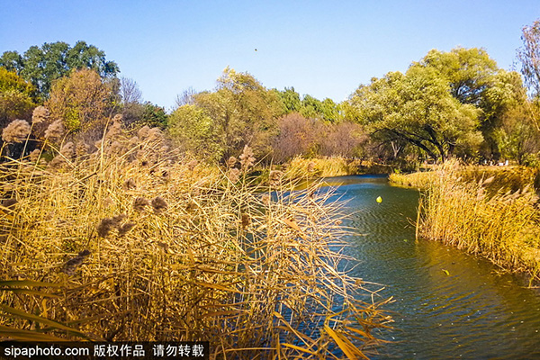 北京奥林匹克森林公园（南园）秋景