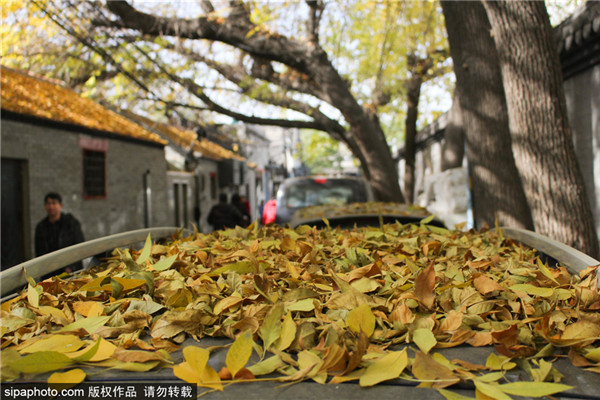 最美的秋日北京胡同