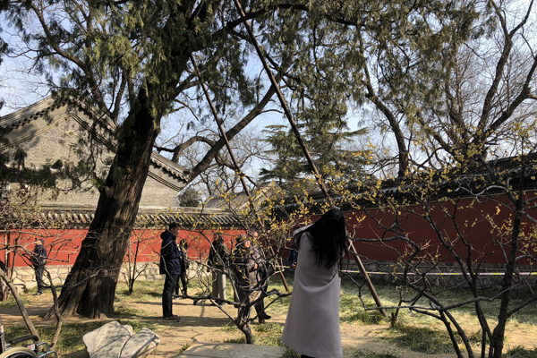 京华第一枝——卧佛寺腊梅盛开吸引众多游客