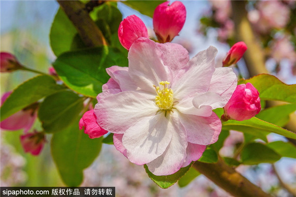 北京北土城城垣遗址公园海棠花