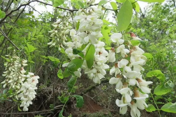 王母山满山槐花香！