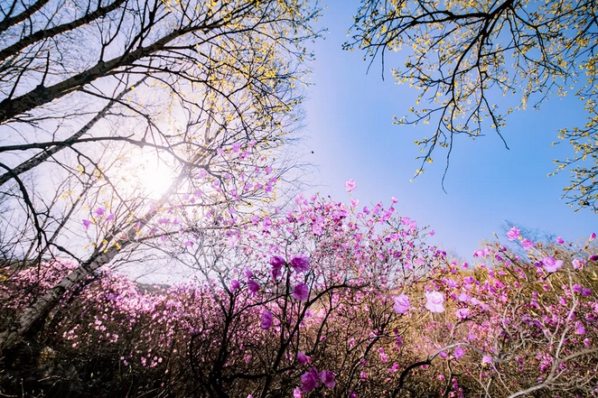 5月喇叭沟杜鹃花盛开