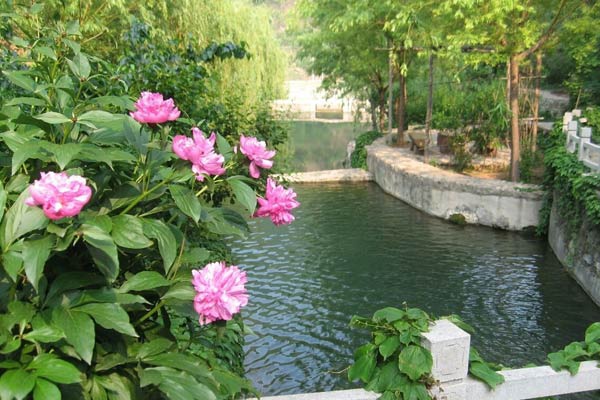 中国旅游日来响水湖赏芍药正当时