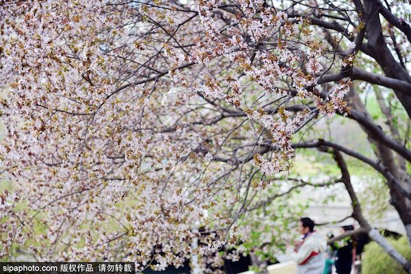 元大都的春日，看海棠花溪