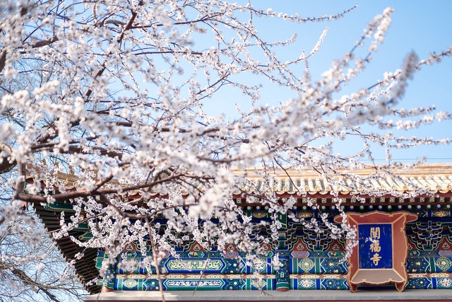 北京阐福寺门前美景