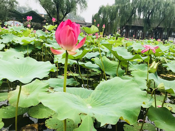 骤雨打新荷，菡萏次第开——北海公园