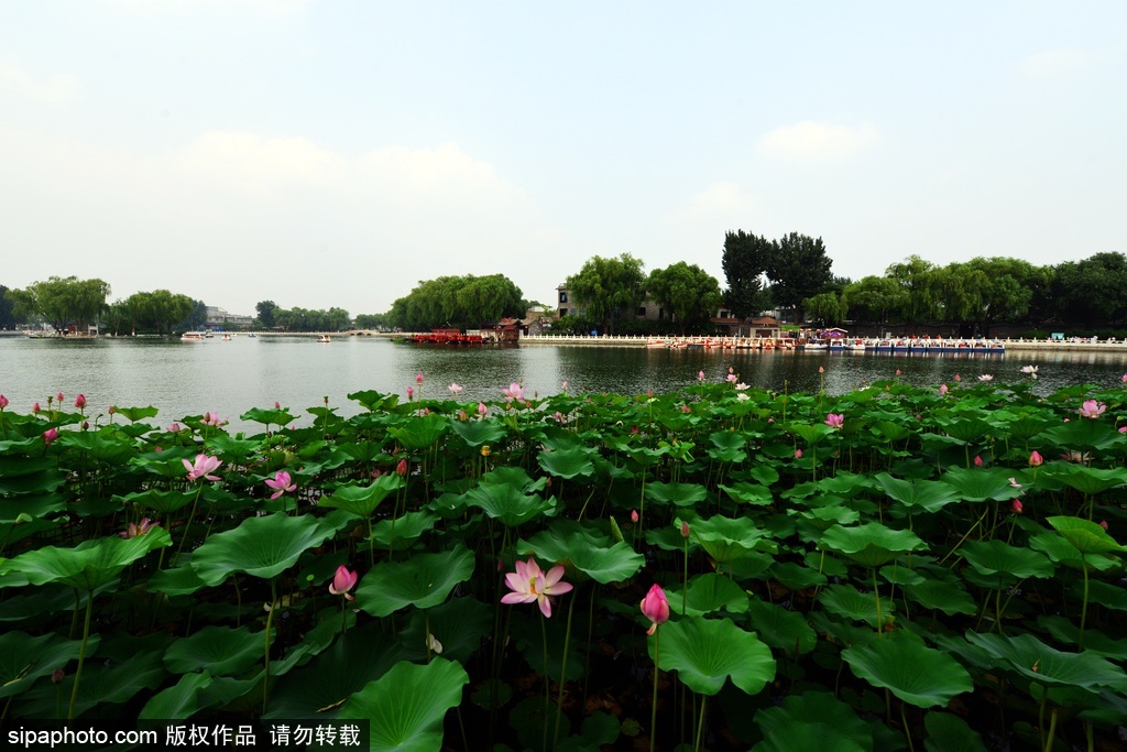 什刹海夏日荷景