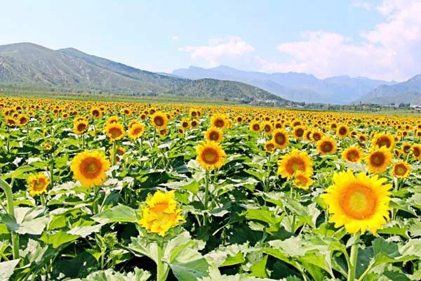 房山向日葵花海迎来最美赏花季