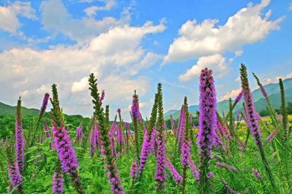 四季花海五彩斑斓