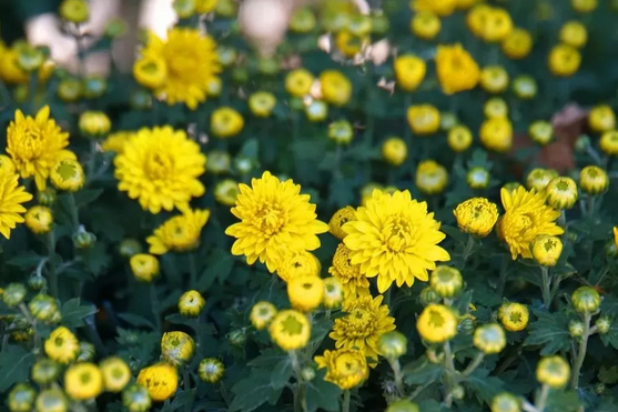 北京市第三十九届菊花展正举办