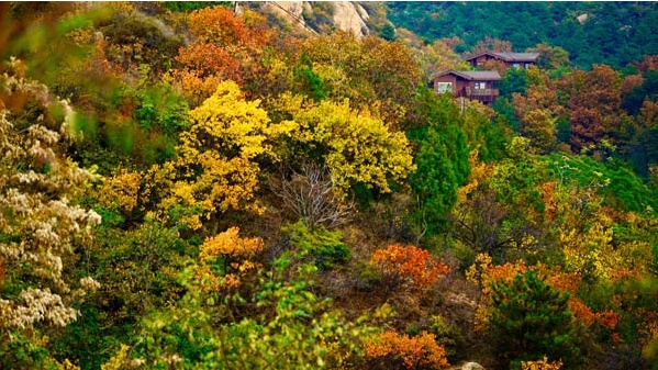 云峰山金秋红叶满山