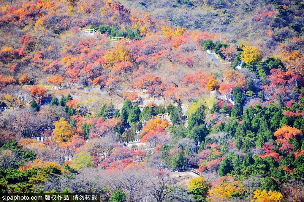 景山俯瞰京城秋天美景