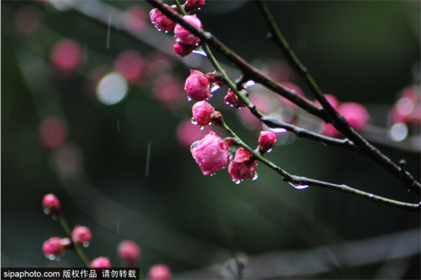 卧佛寺的腊梅花