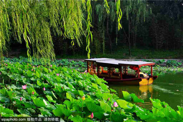 紫竹院夏景