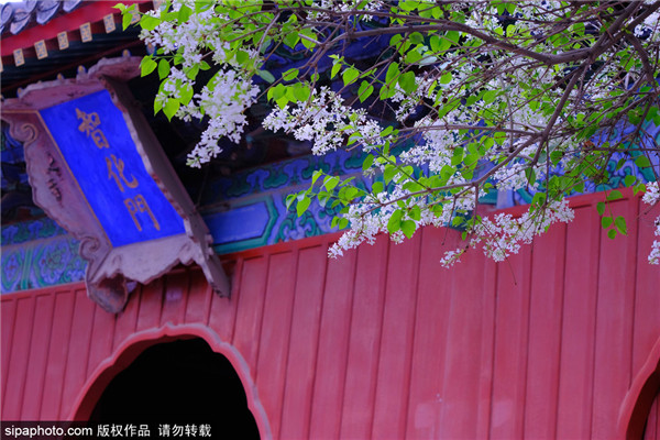 春日智化寺花开满寺院