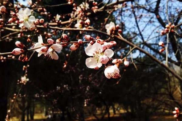 山桃花溪景区