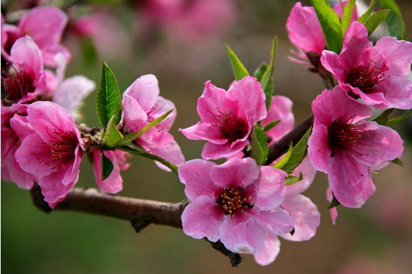 水长城桃花