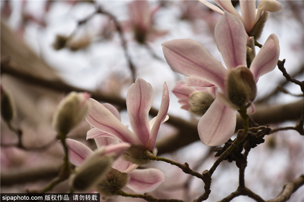 北京植物园玉兰花