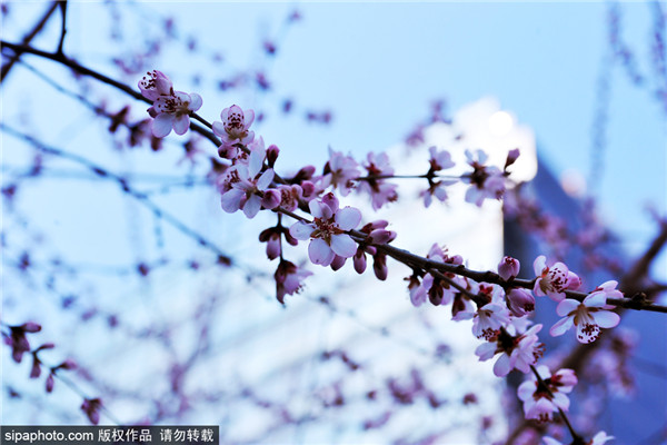 SOHO广场桃花开放