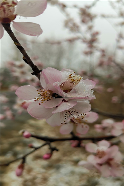 雾灵山野花