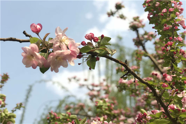 4月元大都遗址海棠花