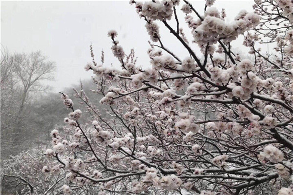 4.9桃乐谷民宿雪景