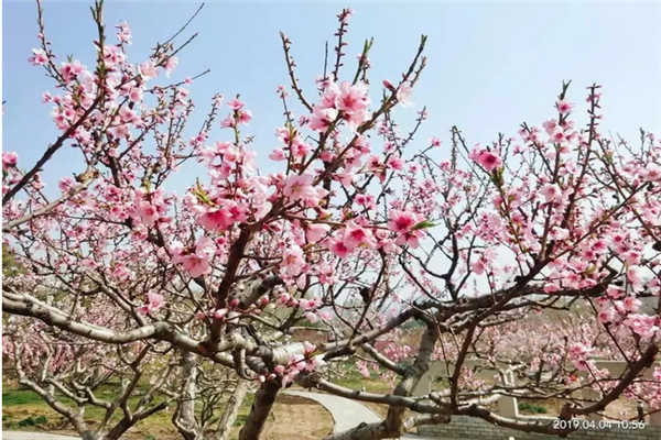 花卉大观园其他花