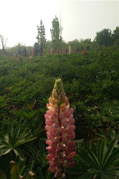 鲁冰花