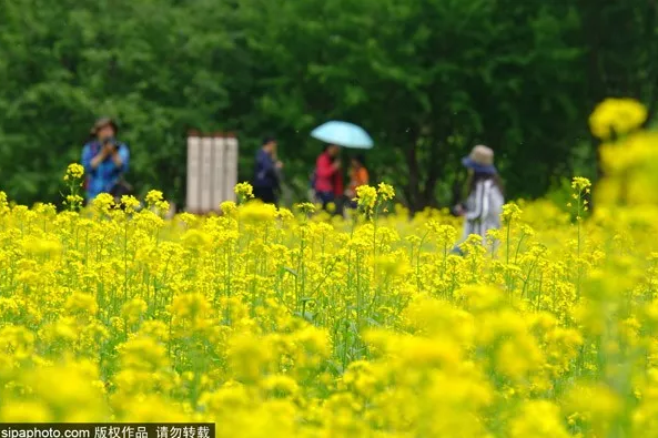 玉东公园油菜花