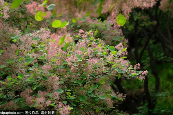 坡峰岭黄栌花