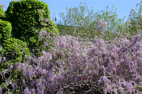 圣泉山紫藤花