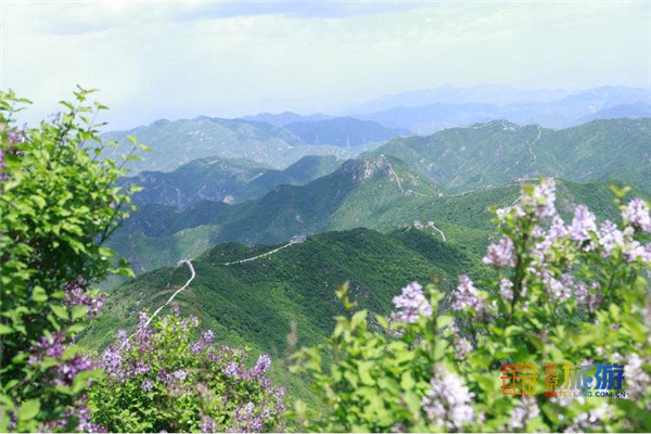 丁香花香飘长峪城