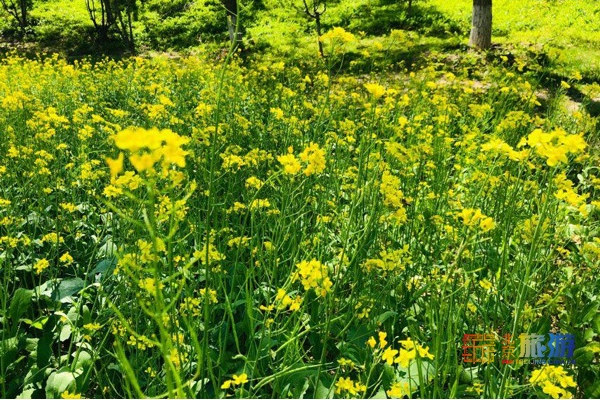 北坞公园享花田野趣