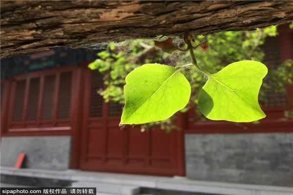 北京城内尼姑寺庙通教寺