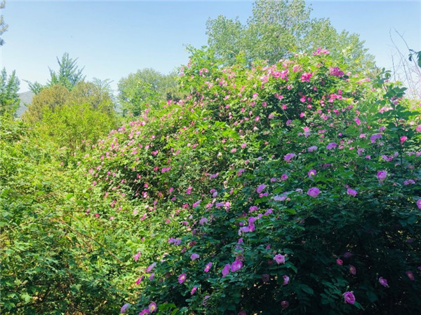 北京植物园拼图花园