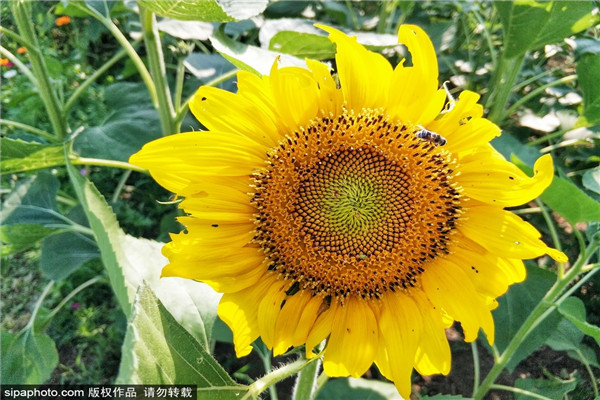 奥林匹克森林公园葵花开放 