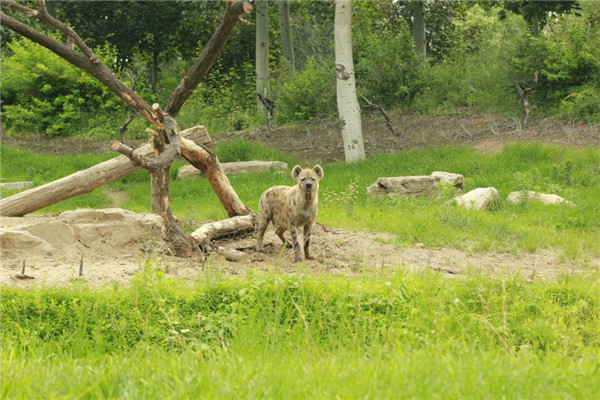 北京野生动物园鬣狗