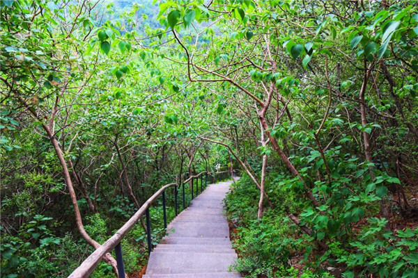 百望山森林公园木栈道