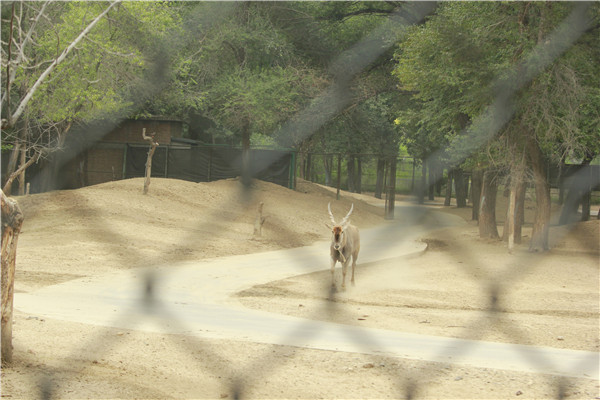 北京野生动物园麋鹿