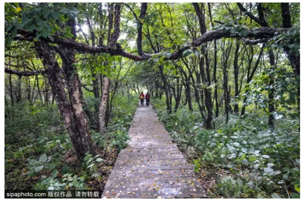 百花山木质栈道