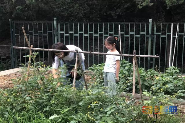 香山公园植物科普活动