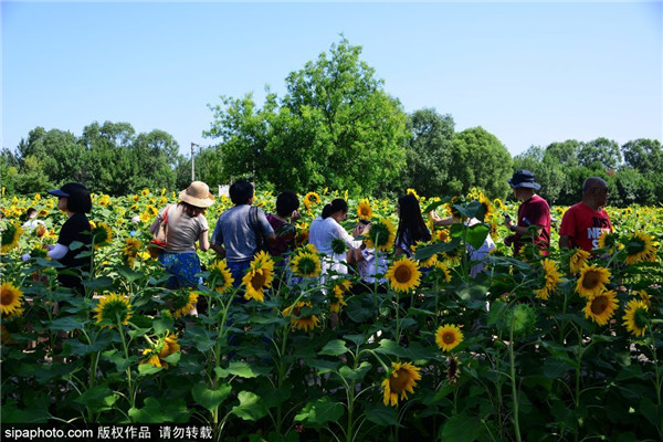 奥森百亩葵园迎来盛花期